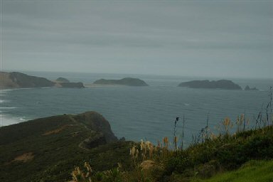 Overlooking the sea at Cape Reinga