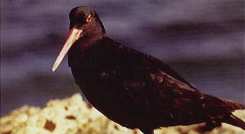 Black Oystercatcher