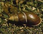 Endangered Flax Snail