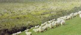 Sheep on a Te Paki hillside