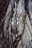 Close up of the Money Tree,