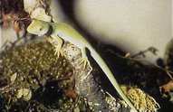 Northern Green Gecko