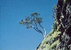 The Pohutukawa tree - spiritually significant to the Maori